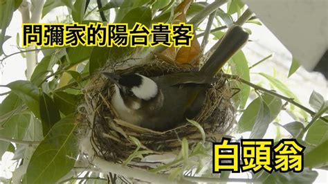 鳥築巢 風水|【鳥築巢吉兆】迎祥納瑞：野鳥築巢，居家風水好兆。